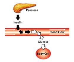 Diagram showing the movement of insulin from the pancreas into the bloodstream to breakdown glucose for use by body cells.